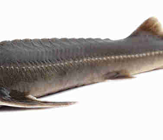 Осётр Сибирский свежемороженый (4-6кг) аквакультура