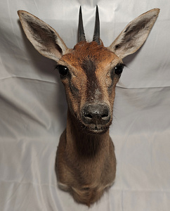 Превью Голова хохлатой антилопы