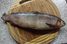 Омуль свежемороженый 0,8-1,2 кг лето 2025г