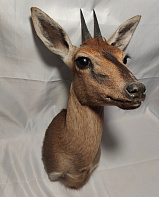 Голова хохлатой антилопы