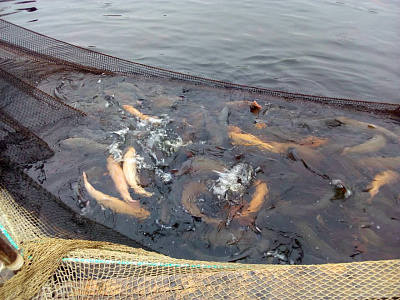 Превью Форель Мурманская свежемороженая непотрошеная