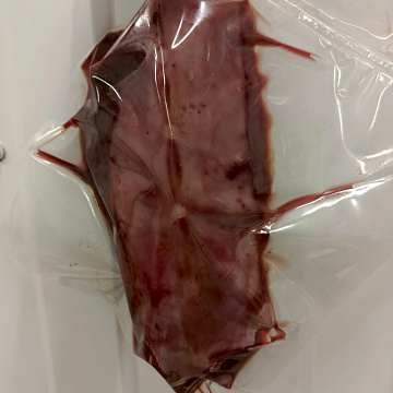 Фото Корейка рыси на кости