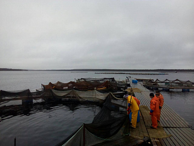 Превью Форель Мурманская свежемороженая непотрошеная