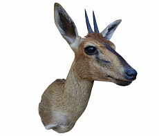 Голова хохлатой антилопы