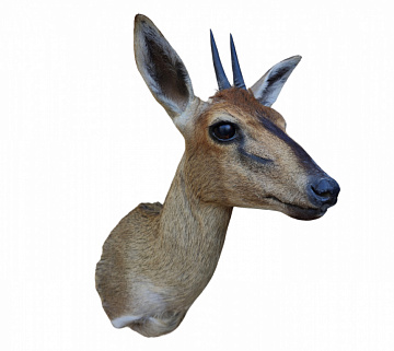 Фото Голова хохлатой антилопы