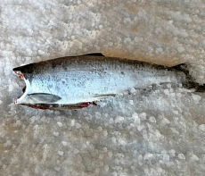 Кета дальневосточная свежемороженая потрошеная без головы Вылов 2025г(мешок 22 кг)