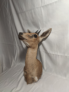 Превью Голова хохлатой антилопы