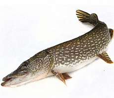 Щука свежемороженная непотрошеная 4-7кг