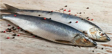 Фото Сельдь Олюторская неразделанная крупная свежемороженая