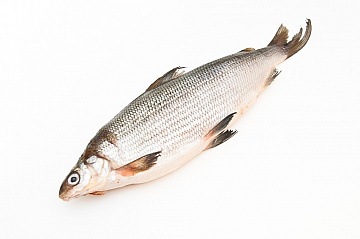 Фото Омуль свежемороженый 1.2-1,6 кг лето 2025г