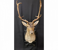 Голова лани без медальона