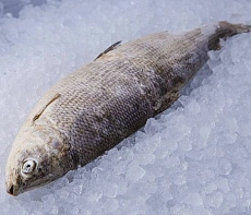 Омуль свежемороженый 1,1-1,6 кг подлёдка