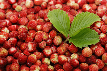 Фото Клубника дикая луговая свежемороженая (4кг коробка)