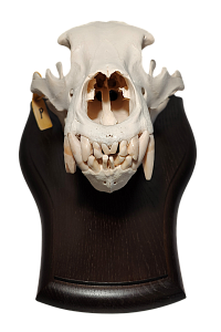 Превью Череп камчатского медведя на медальоне