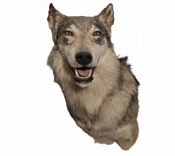 Фото Голова серого волка по грудь