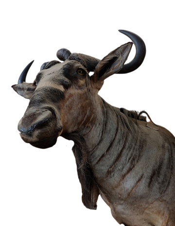 Фото Голова голубой антилопы гну