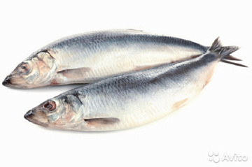 Фото Сельдь Атлантическая свежемороженая неразделанная 250+